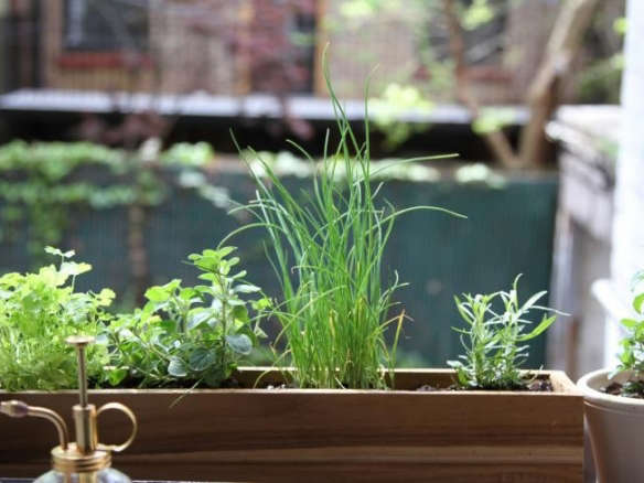 Urban Gardening: Shade-Tolerant Herbs to Grow in Your Apartment