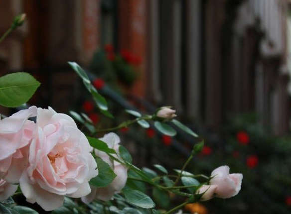 Design Sleuth: 7 Sources for Brooklyn’s Most Beautiful Roses