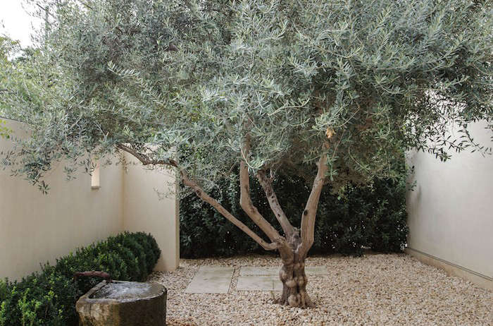 Landscapes With Olive Trees, Best Trees Landscaping Llc