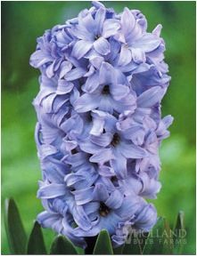 Hyacinth orientalis ‘Delft Blue’
