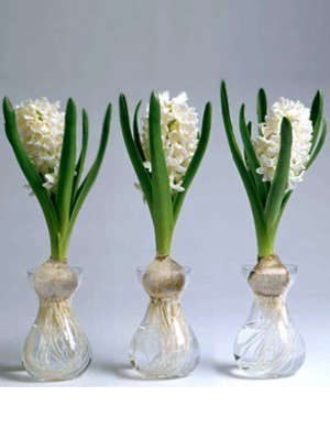 Hyacinth Forcing Jar – Trio