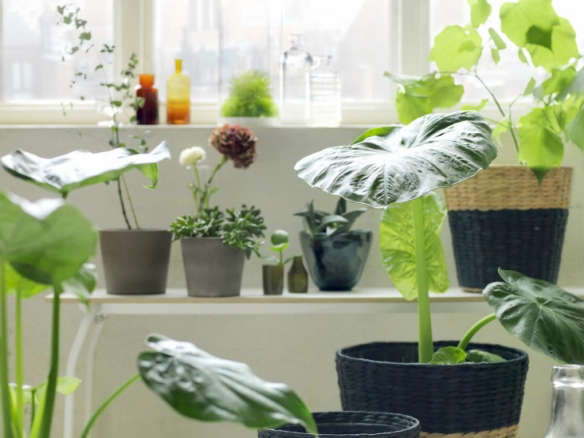 Nipprig 2015 Plant Pot