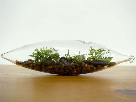 Modern Vessel Lichen Moss Terrarium