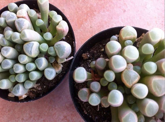 Succulent Plant – Baby Toes
