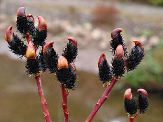 Black Pussy Willow Plants