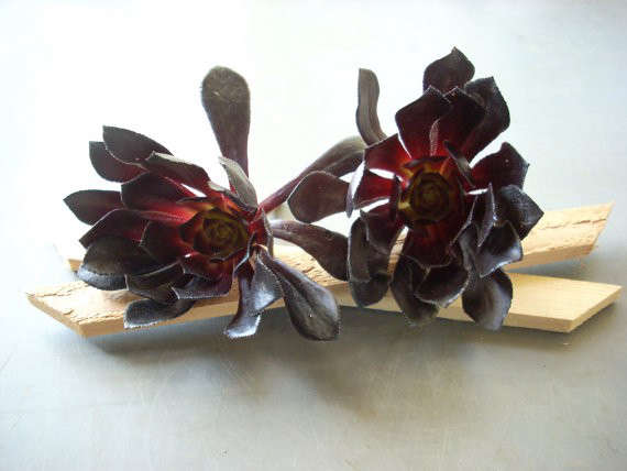 Black Aeonium Succulent