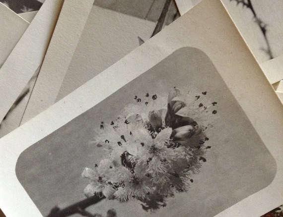 Vintage Flowers & Plants Photographs Instant Collection