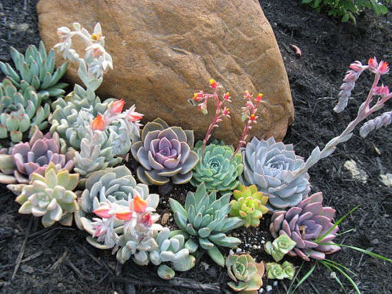 9 Succulent Plants