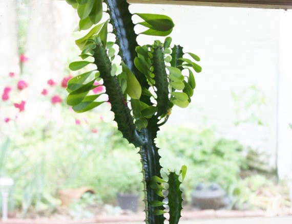 Live Euphorbia Trigonia Starter Plants