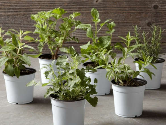 6-Pack Fragrant Herb Collection