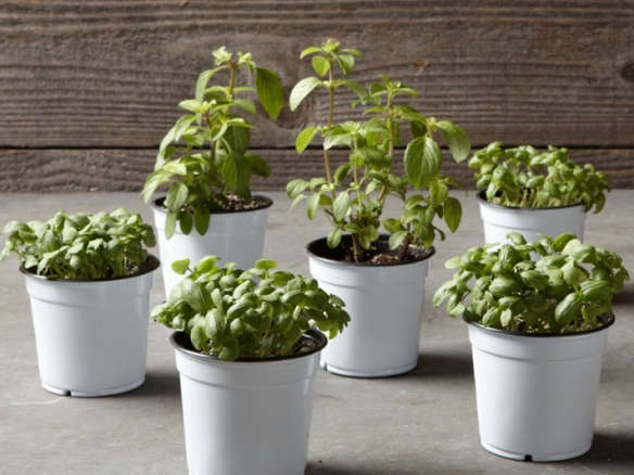 Classic Basil Collection, 4″ Plant 6-Pack
