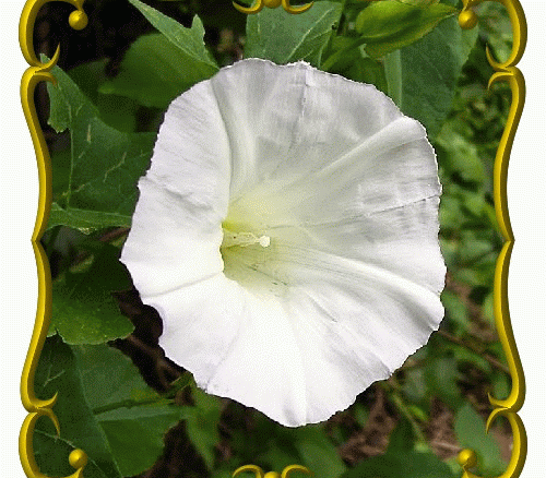 Ipomea alba (White Morning Glory)