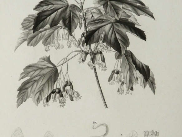 1849 Italian Maple Tree Print