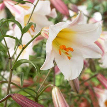 Trumpet Lily Bulbs Regale