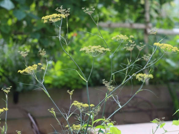 Garden-to-Table: Fall Fennel Recipes from 66 Square Feet