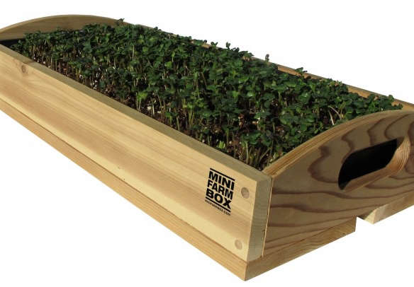 Cedar Microgreens Crate