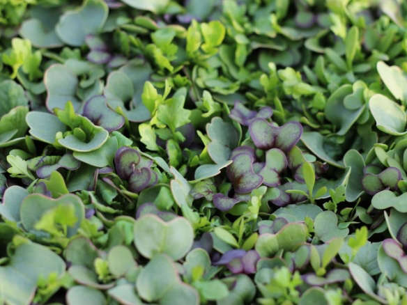 Microgreens: No Space Too Small to Grow Your Own