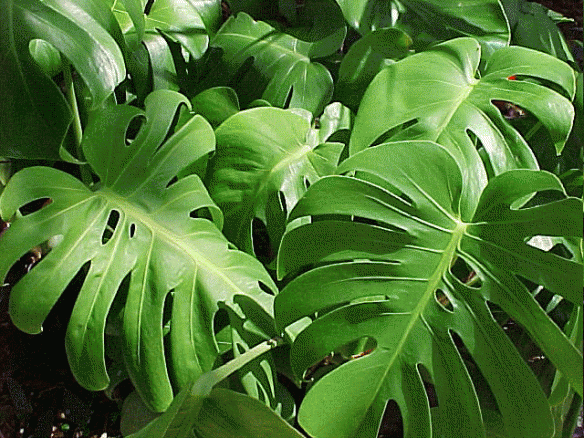 Split Leaf Philodendron (Monstera deliciosa)