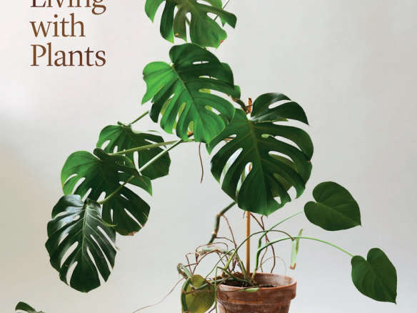 Indoor Green : Living with Plants