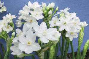 Narcissus Paperwhite ‘Nir’