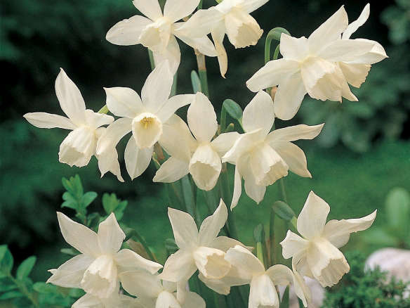 Narcissus Thalia Bulbs