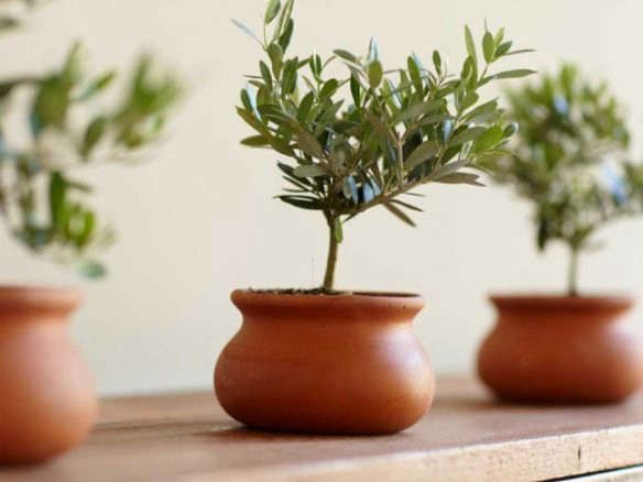 Gift Guide: Tiny Topiaries for the Apartment Dweller