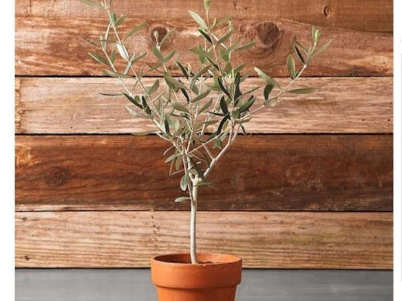 Olive Tree in Terra-Cotta Pot
