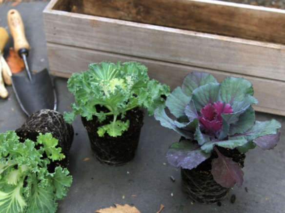 DIY: A Tiny Fall Garden in a Window Box