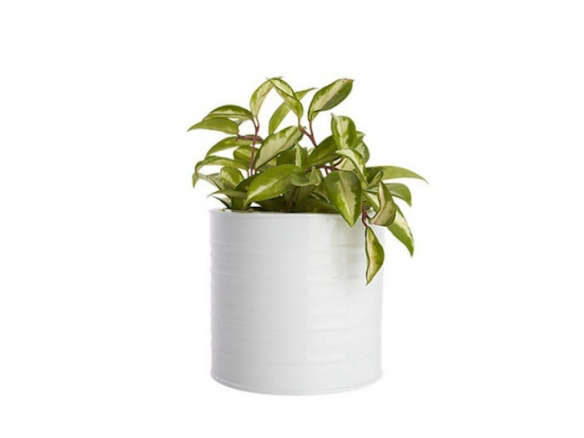 Oscar Hi-Gloss White Herb Planter