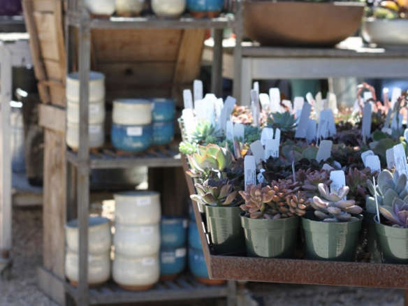From Flora Grubb Gardens: 9 Secrets to Growing Succulent Plants Indoors