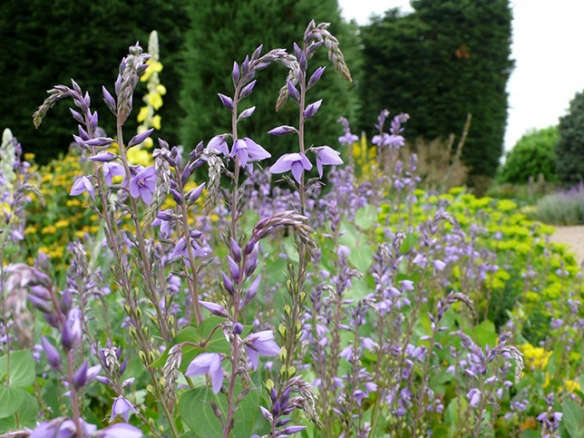 Required Reading: Beth Chatto’s 5 Favorite Flowers for a Gravel Garden