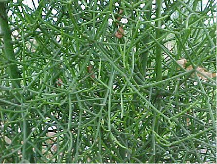 Pencil Plant (Euphorbia tirucalli)