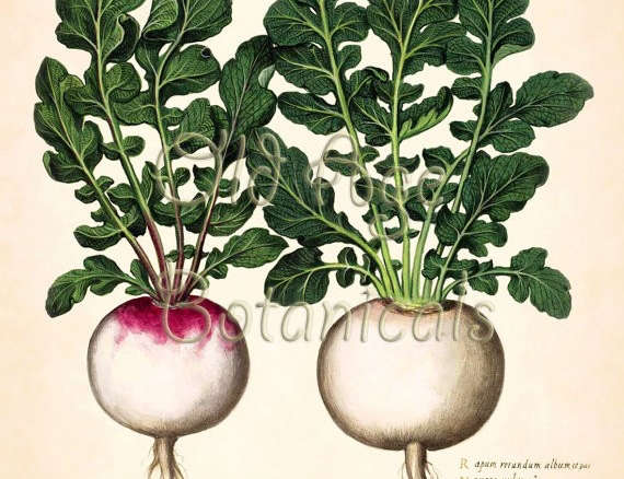 Pink White Radish Botanical Print