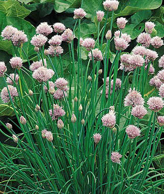 Chives, Common