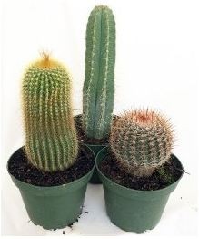 Instant Cactus Collection – 3 Plants