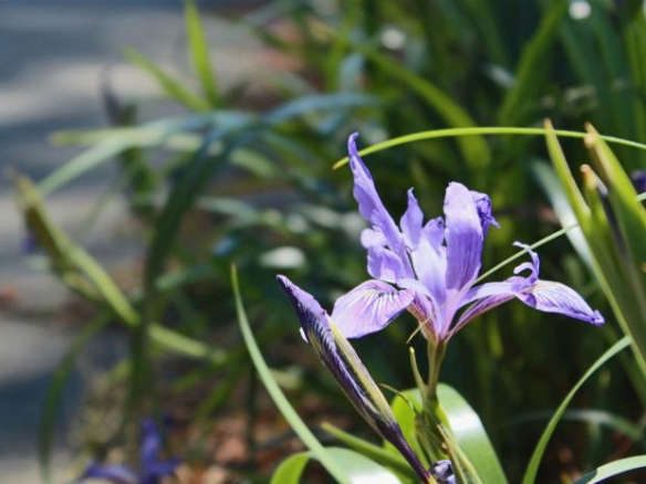 Iris Douglasiana
