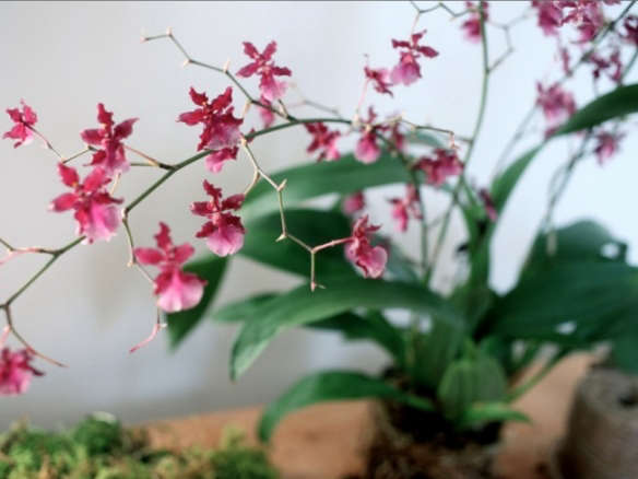 Mature Blooming Size Sharry Baby Orchid