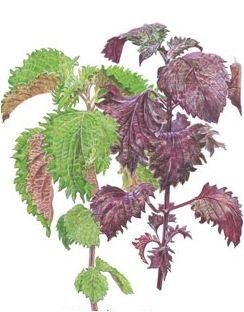 Shiso Perilla Green and Red HEIRLOOM Seeds