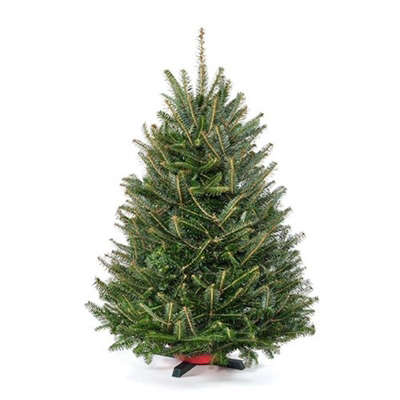 3 ft. Tabletop Premium-grade Real Christmas Tree