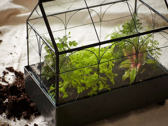 DIY: What to Plant in a Miniature Greenhouse