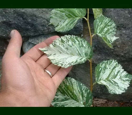 Ulmus carpinifolia ‘Variegata’