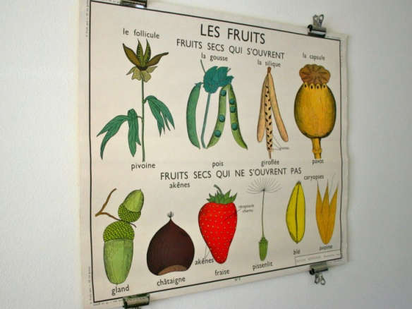 Vintage French School Poster– Fruit and Grain, Double-Sided