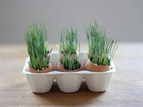 DIY: Grow Your Own Wheat Grass Eggs