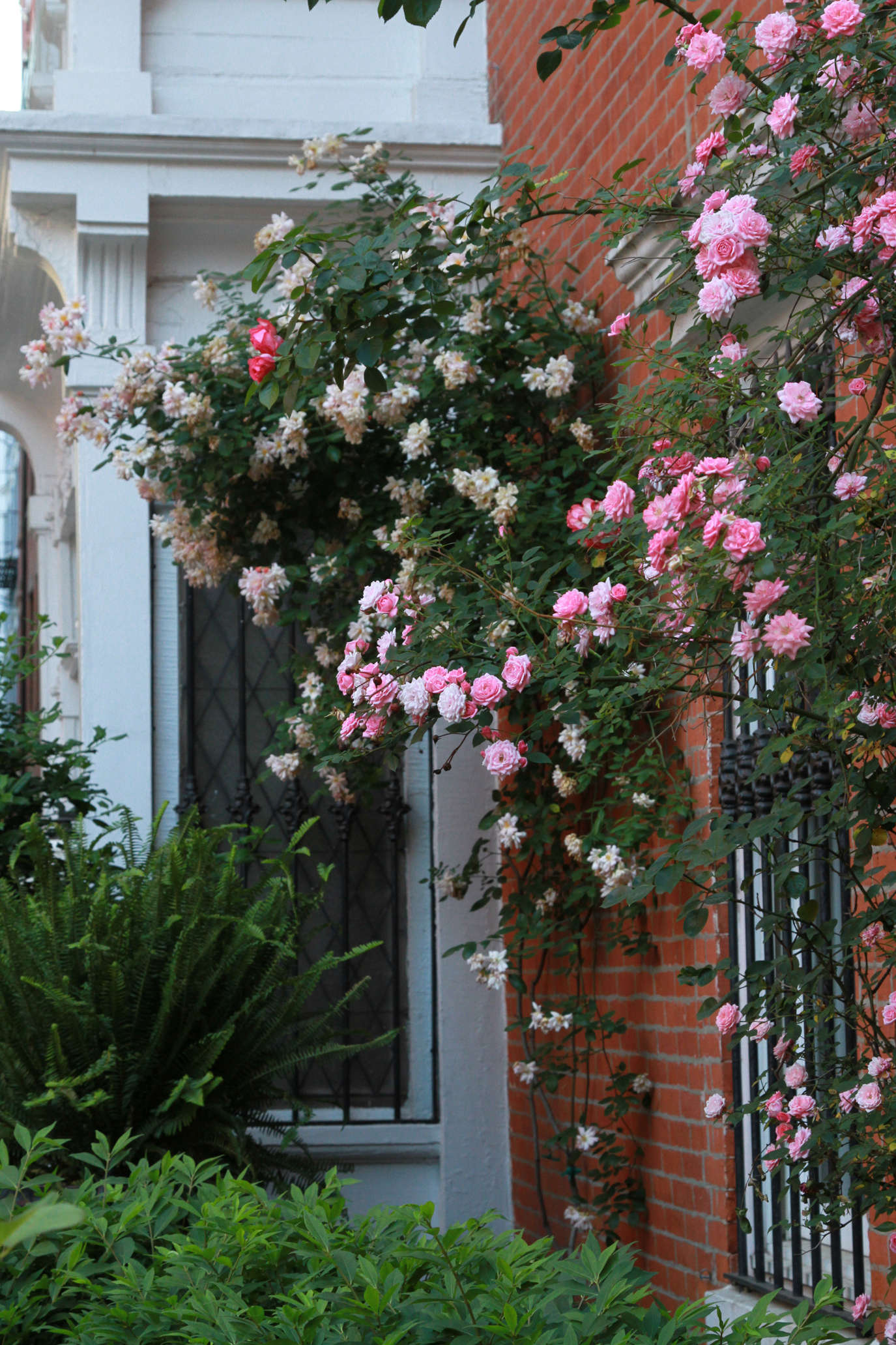 the 7 best climbing roses for your garden - gardenista