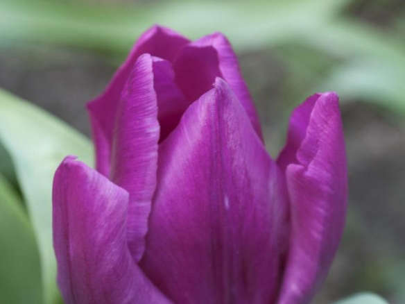 Tulip Violet Beauty