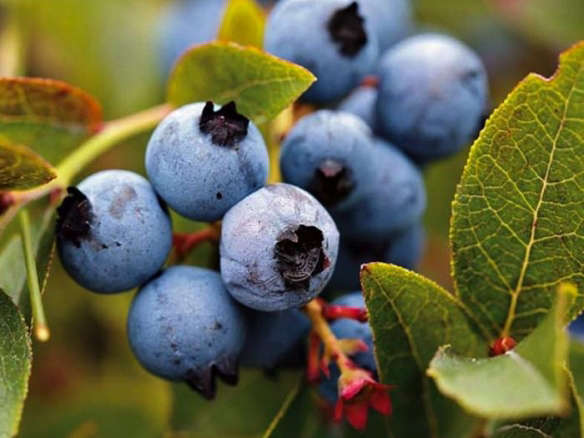 Blueberries - Curated Gardenista Collection from