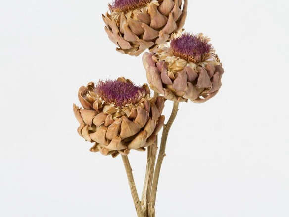 Dried Cardoon Flower Bunch