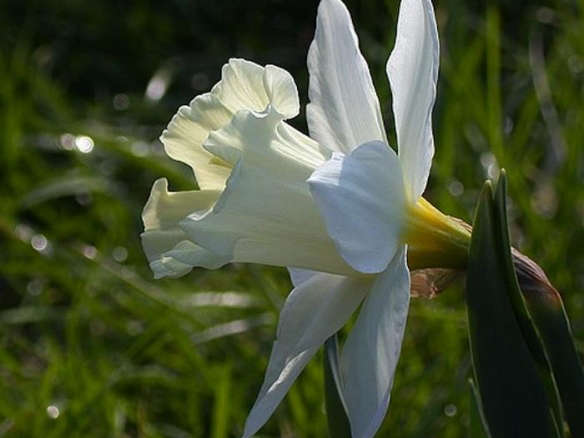 Broughshane Daffodil