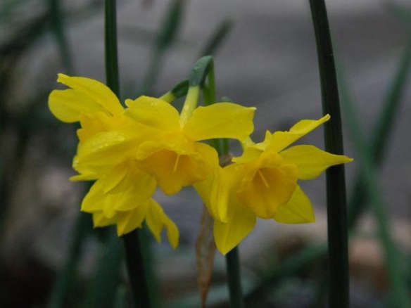 Campernelle Daffodil