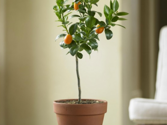 Fukushu Kumquat Topiary
